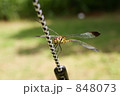 秋の使者トンボ