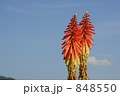 アロエの花