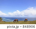 与那国馬のいる風景