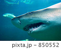 サメの表情