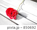 素材ナンバー 850692 : 「赤薔薇」