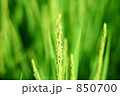 稲穂と稲の花