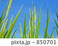 稲穂と稲の花