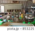 三崎の魚市場（キンメダイの仕分け作業）