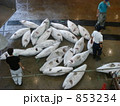 三崎の魚市場（マグロのせり）