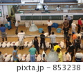 三崎の魚市場（マグロのせり）