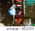 三崎の魚市場（キンメダイの仕分け作業）