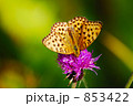 素材ナンバー 853422 : 「高原の蝶」