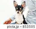 膝の上に座る小犬