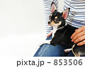 膝の上に乗る小犬