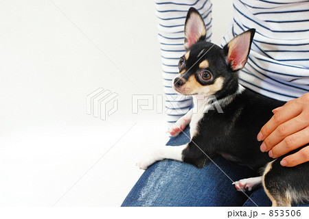 膝の上に乗る小犬