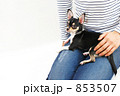 膝の上に乗る小犬