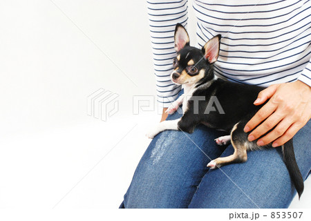 「膝の上に乗る小犬」の写真素材