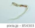 アナゴ