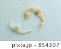 かにだまし