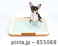 小犬のトイレ