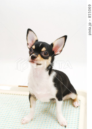「小犬のトイレ」の写真素材 「小犬のトイレ」の写真素材