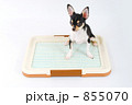 小犬のトイレ