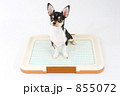 小犬のトイレ
