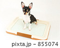 小犬のトイレ