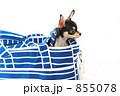 小犬とキャリーバッグ