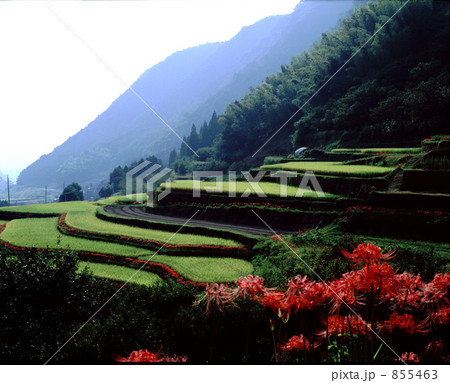 「棚田の秋」の写真素材