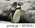 フリッパーを広げるフンボルトペンギン