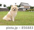 犬 ポメラニアン ペット