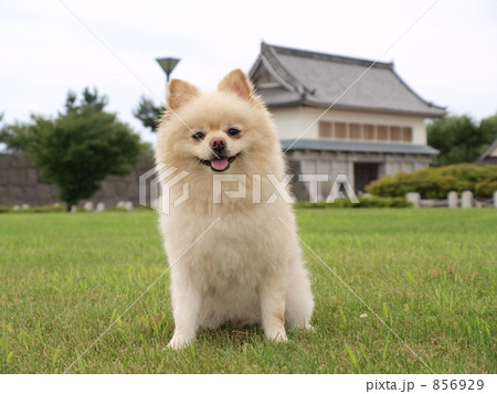 犬 ペット ポメラニアン