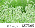 猫じゃらし