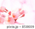 さくら