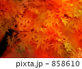 もみじ