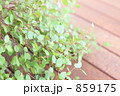 ワイヤープランツ