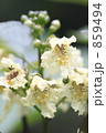 キササゲの花