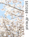素材ナンバー 860195 : 「風に揺れる桜」