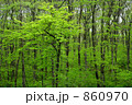 新緑の森