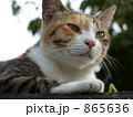 三毛猫