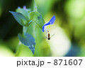 ツユクサに憩う