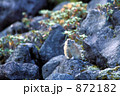 エゾナキウサギ エゾナキウサギ