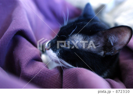 猫 紫色 白黒
