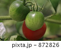 トマト