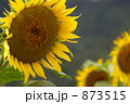 大きなひまわり