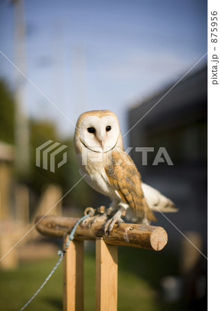 「メンフクロウ」の写真素材 「メンフクロウ」の写真素材