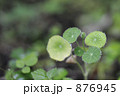 丸い葉と水滴