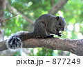 しっぽの可愛いシマリス