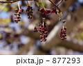 三葉通草　ミツバアケビ