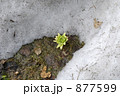 残雪とふきのとう
