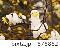 雪と蝋梅2008