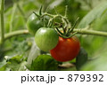 トマト