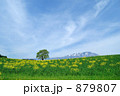 小岩井一本桜